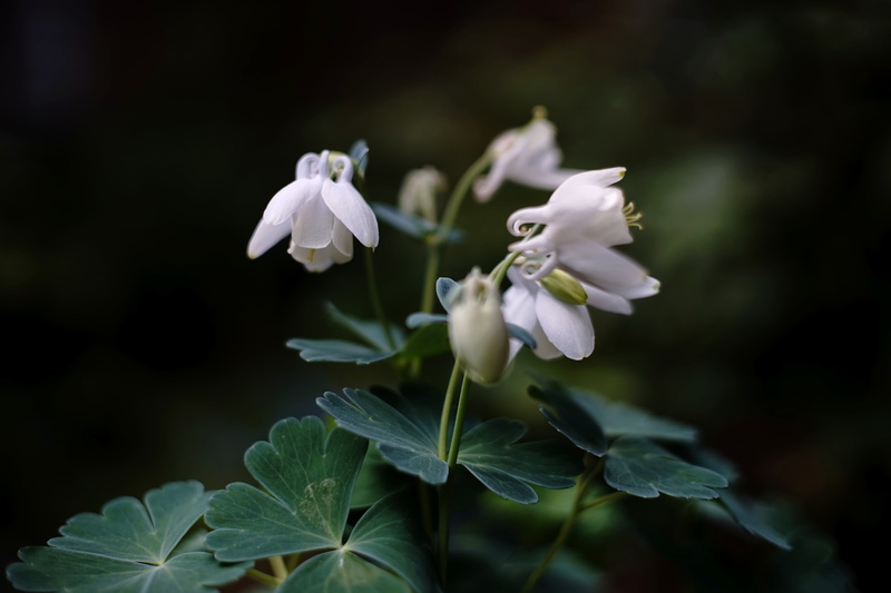 petal, plant, white, flower, F1, flower Head, daytime, MD  Rokkor, Minolta  MD, Drop, 5K, close-up, leaf, nature, Aquilegia