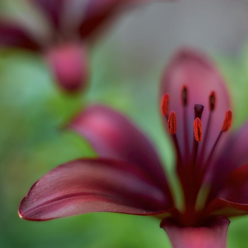 close-up, flower, MD  Rokkor, photography, Minolta  MD, petal, pink Color, Lily, plant, 4K, red, macro, beauty In Nature, nature, petaled, None, F1.4