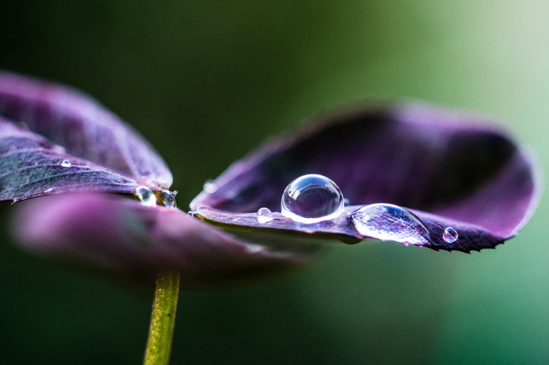 summer, drop, MACRO, green Color, close-up, beauty In Nature, leaf, MC, dew, selective, freshness, flower, photograph, selective focus, nature, Japan, clover