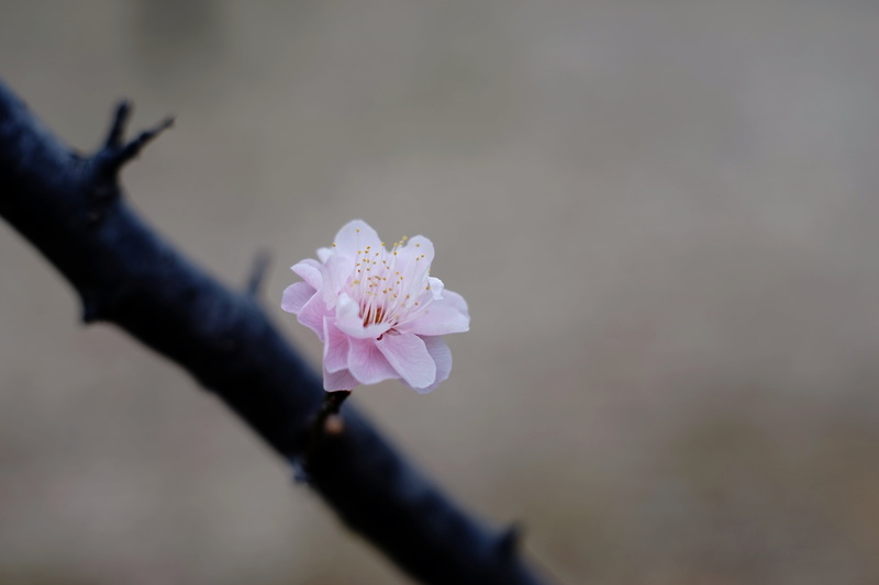 close-up, white, plant, petal, 5K, Slumber, Minolta  MD, pink Color, flower, blossom, tree, springtime, purple, nature, petaled, 梅, branch, MD  Rokkor