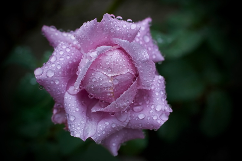 flower, F1.4, petaled, plant, leaf, petal, summer, None, ドゴ, close-up, droplets, ル, 5K, beauty In Nature, water, MD  Rokkor, nature, pink, pink Color