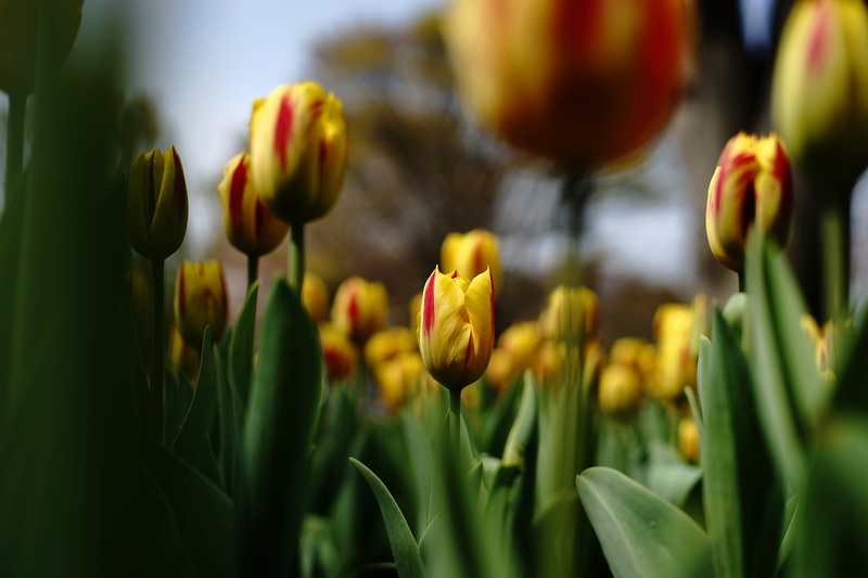 Tulip, season, green Color, selective focus, F1.4, photography, selective, Minolta  MD, yellow, flower, springtime, 5K, nature, flower Head, Small World
