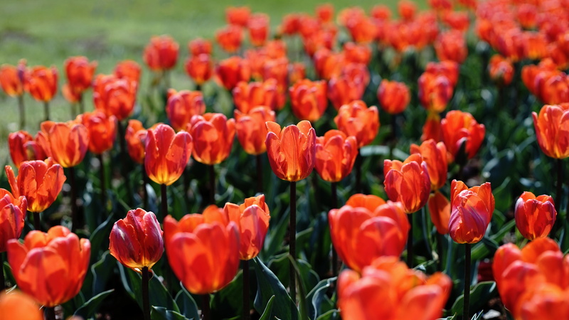beauty In Nature, yellow, チュ, multi Colored, flowerbed, F1.4, plant, Minolta  MD, springtime, red, season, flower Head, MD  Rokkor, flower, green Color