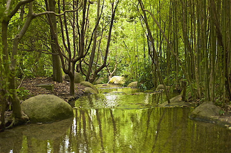 Lisbon, river, tree, stream, nature, in between, forest, Portugal, photo, trees, Calm, timelapse, Landscape, Teles, water, Calouste Gulbenkian, 5K, Water  Garden