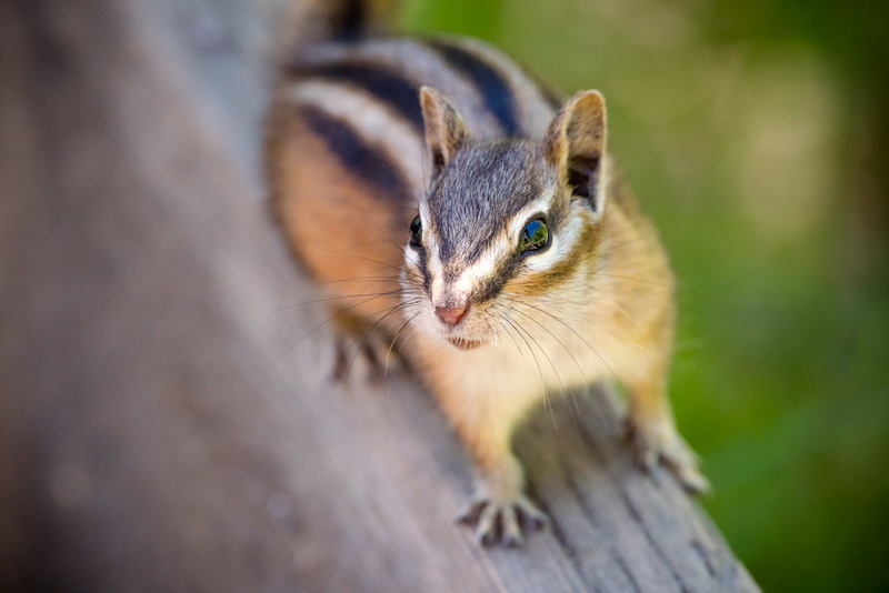 Curious, squirrel, animal, striped, cute, furry, sigma, brown wood, apo, bokeh, selective, nature  preserve, selective focus, 4K, outdoors, wildlife, tele