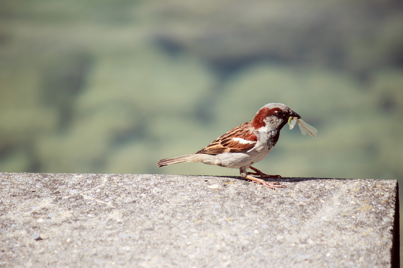 sarnen, bird, focus on foreground, moscito, finch, sunlight, vertebrate, one animal, animals in the wild, bokeh, day, rock - object, eat, rock, seefeld park sarnen