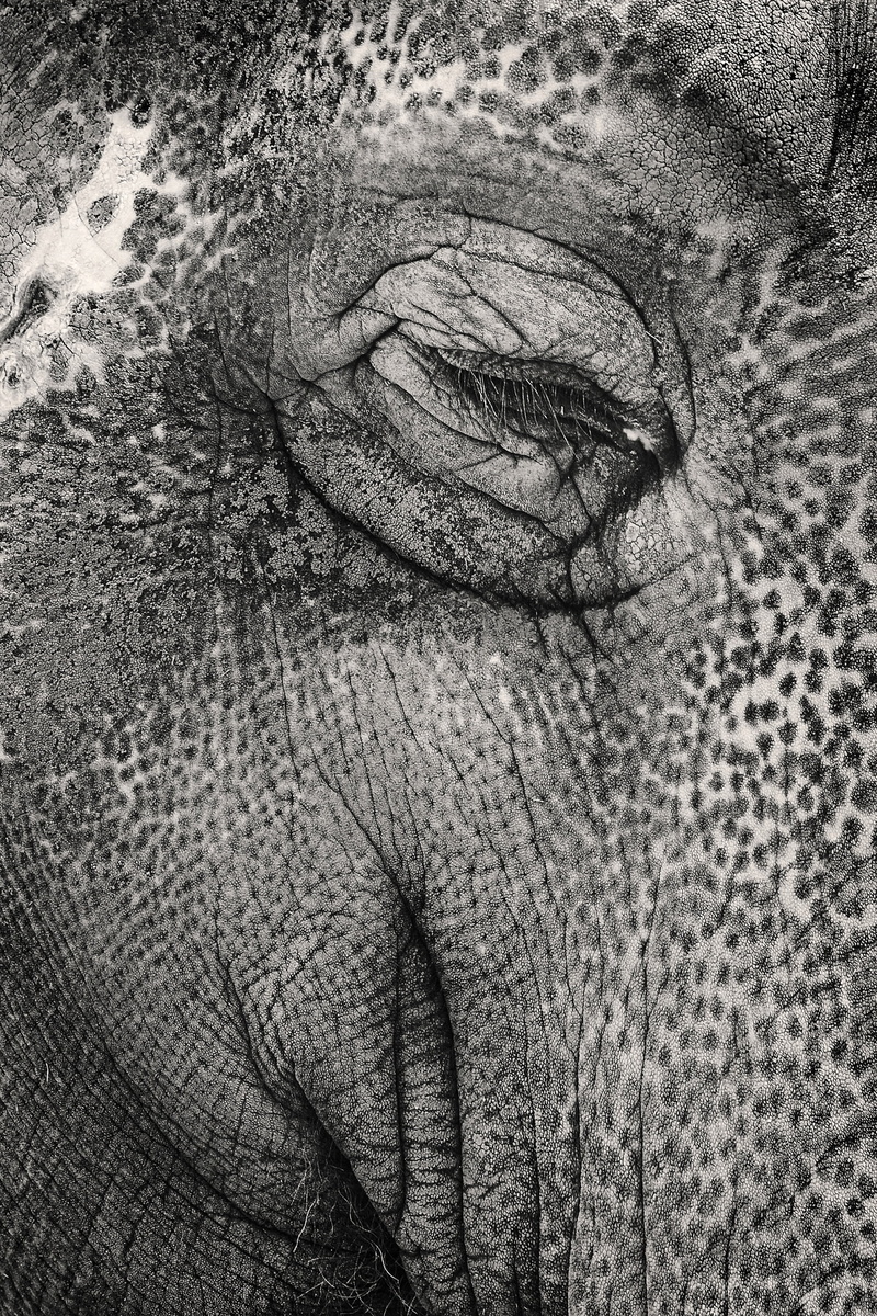 human eye, full frame, only men, 2K, adults only, wrinkled, eyes closed, contemplation, portrait, elephant, human skin, eyelash, lifestyles, abstract