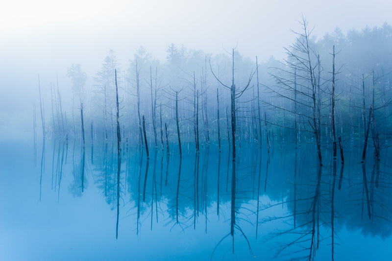 trunks, Hokkaido, reflection, trees, Biei, fog, Blue Pond, 1080P, branch, Japan, water, pond