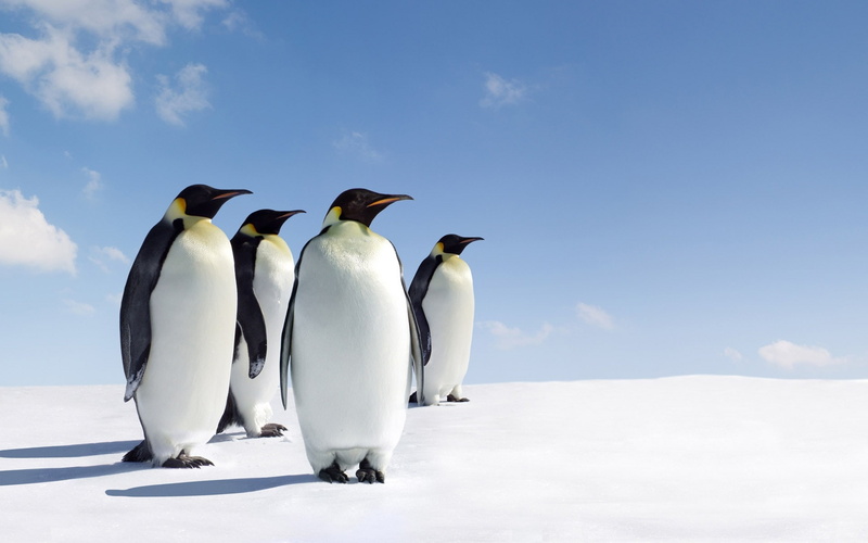 1080P, penguins, emperor
