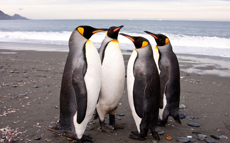 animals, emperor, 1080P, meeting, penguin, penguins, bird, 1920x1200