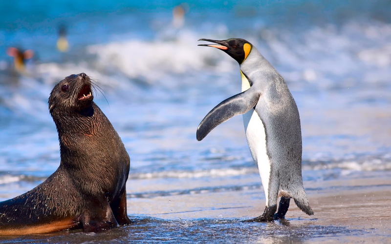 king, nature, Animals, water, seal, outdoors, togetherness, beach, emperor, sea, day, bird, two animals, animal family, penguin, 1080P, vertebrate, group of animals