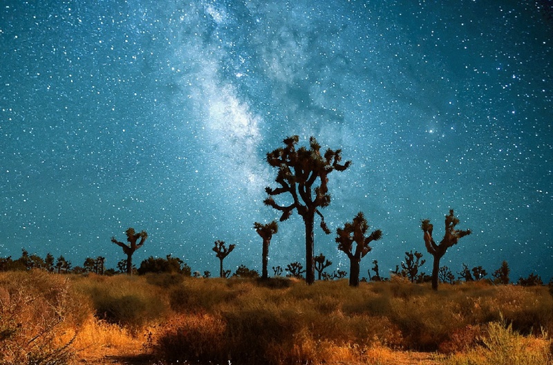 nature, grass, silhouette, night, star trails, starry sky, desert, nighttime, trees, star, cactus, blue, idyllic, night sky, environment, dark, landscape