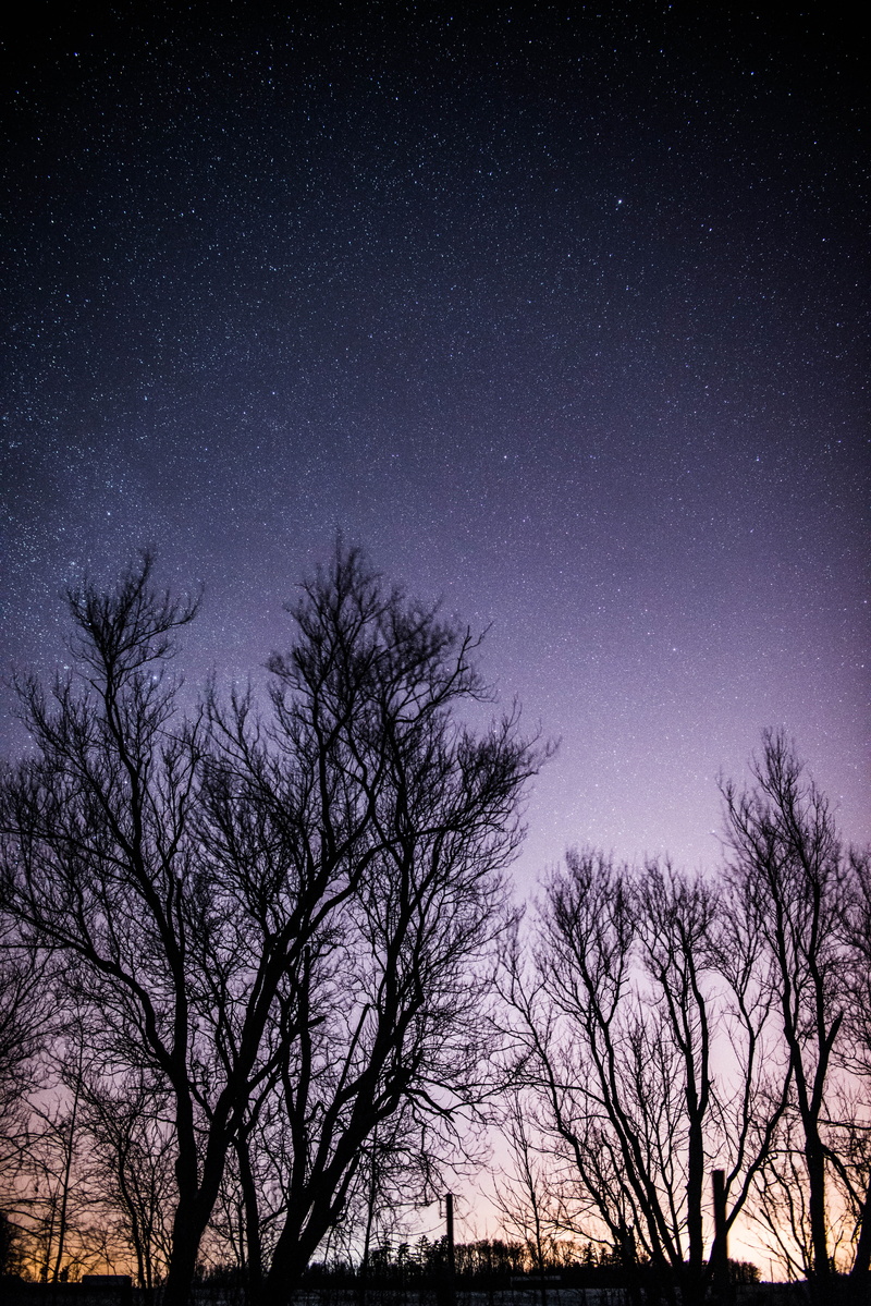plant, infinity, space, sky, trees, winter, dark, star, astronomy, starlight, glow, universe, bare tree, stars, outdoor, nature, constellation, outdoors