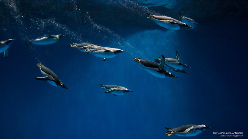 antarctica, penguins, Birds, 2K, gentoo