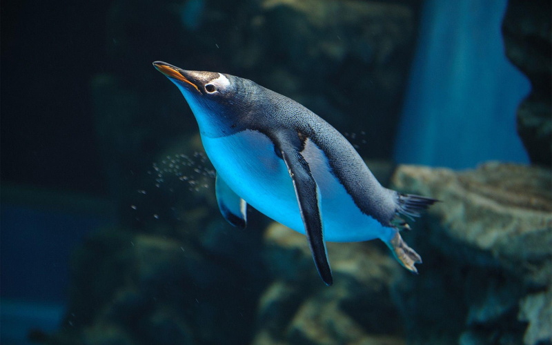penguin, gentoo, 1920x1200, fish, grey, 1080P, animals, white
