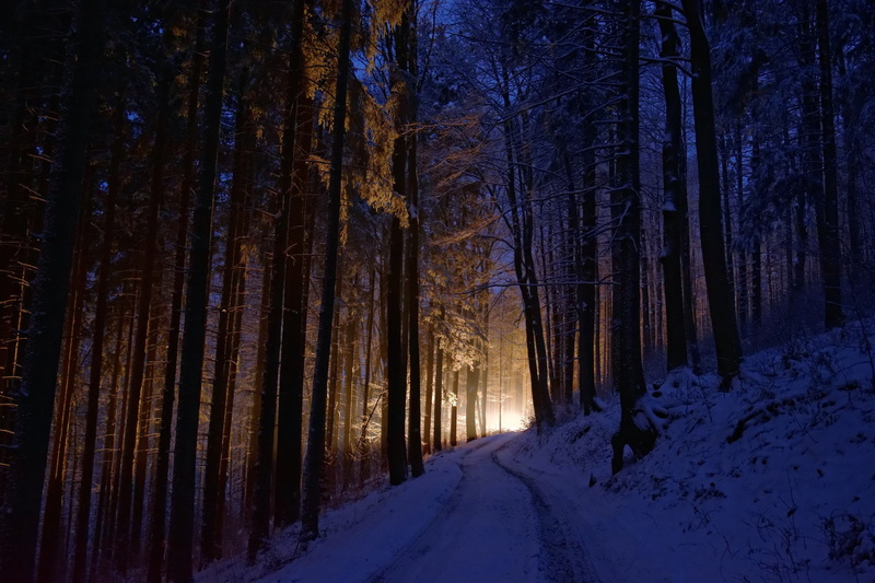 dark, cold, lights, scenics - nature, forest, direction, tree trunk, snow, cold temperature, 2K, the way forward, beauty in nature, plant, trunk, tranquility