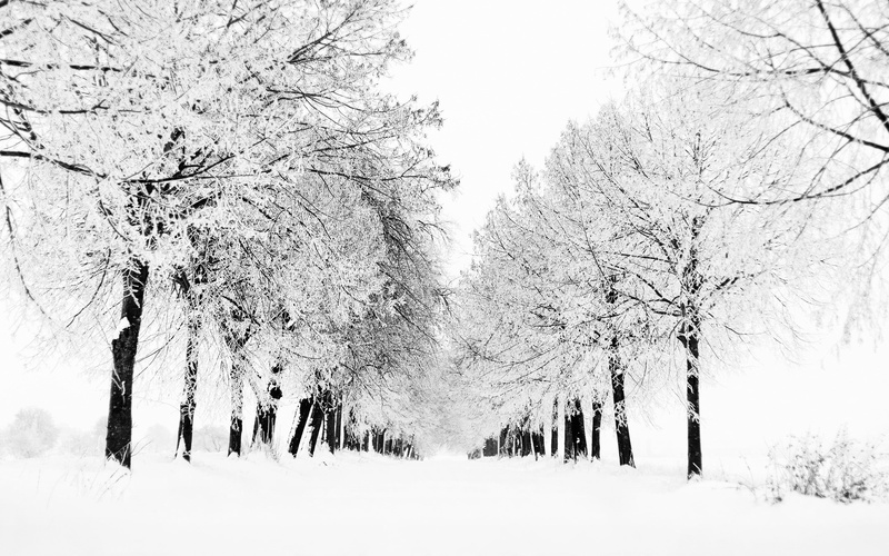 2K, leafed, cold, winter, scenics - nature, sky, tranquility, trees, environment, tranquil scene, snowing, blizzard, snow, branch, day, white color, landscape