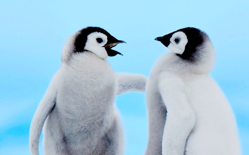 penguins, thick, thick fur, cute baby penguins, baby, fur, 720P, cute, animals