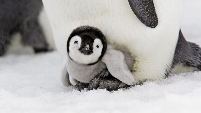 snow, animals, baby, hd, penguin, 1080P
