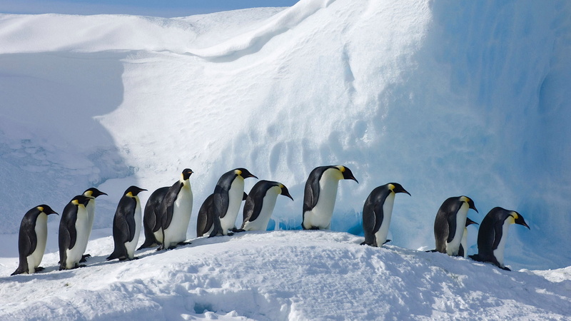 Snow Hill, Antarctica, 1080P, Emperor penguin, birds