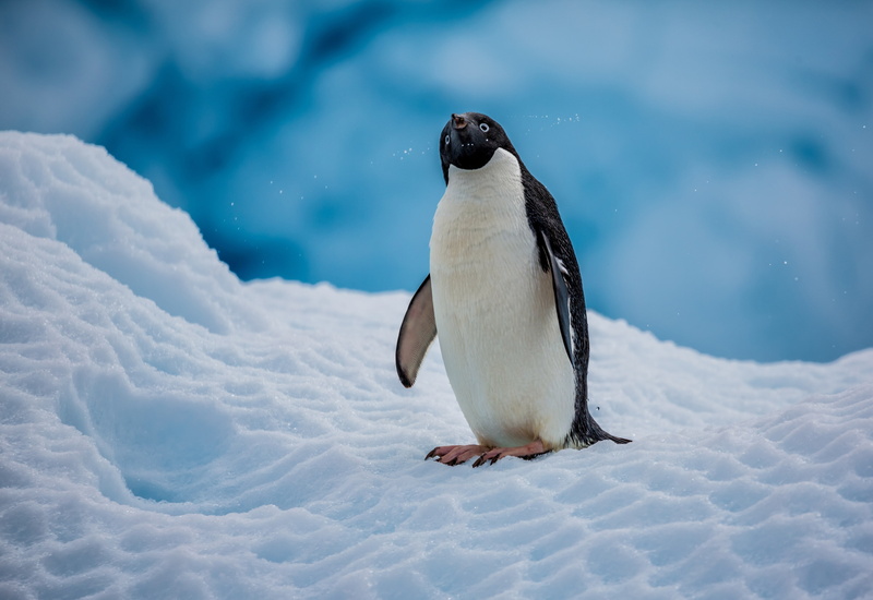 The Adelie Penguin, black, snow, cold temperature, penguin, vertebrate, animal, focus on foreground, winter, no people, nature, white, one animal, animals in the wild
