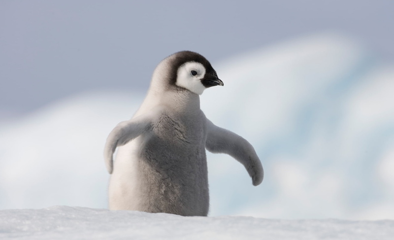day, Cold, Antarctica, focus on foreground, animals in the wild, baby, animal wildlife, Snow, 1080P, winter, solid, nature, sky, Birds, rock - object
