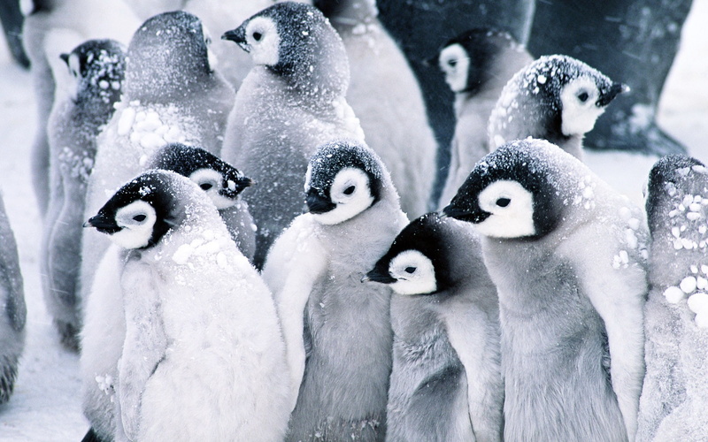 mutual, penguins, 1080P, Penguin, Birds, Snow, heating