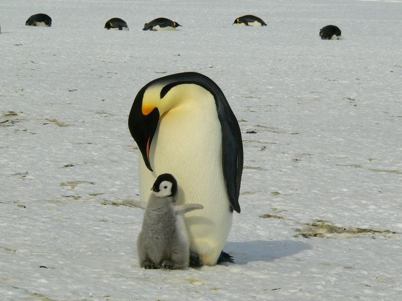 isolated, antarctica, nature, sea, animals in the wild, life, natural, penguin, south Pole, polar, winter, animal family, chick, young bird, group of animals