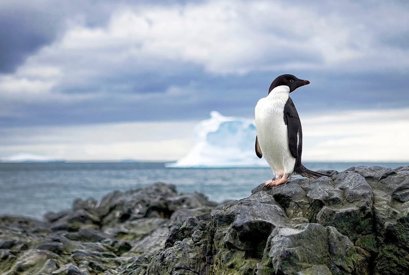 closeup, animals In The Wild, arctic, photo, Penguin, bird, top, gentoo Penguin, formation, outdoors, animal, south Pole, antarctic Peninsula, 720P, Antarctica
