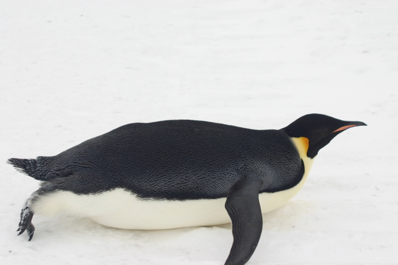 high angle view, animal, white color, side view, animals in the wild, animal wildlife, day, winter, wildlife, emperor penguin, ant, 2K, animal themes