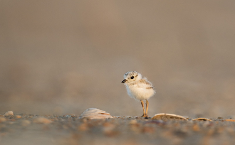 land, Gull, copy space, Touching, chick, 4K, Adorable, animal themes, one animal, baby chicken, nature, young bird, no people, Baby, selective focus, Small