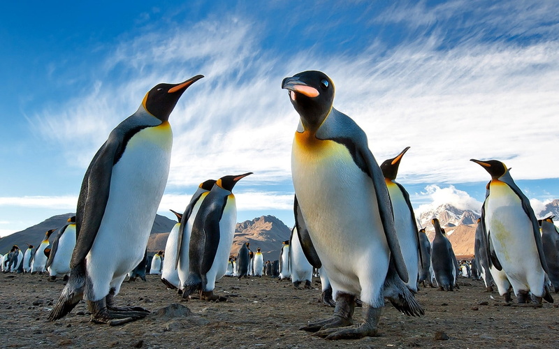 beak, animal wildlife, animal themes, large group of animals, no people, animals In The Wild, 720P, penguin, nature, water, penguins, outdoors, wildlife