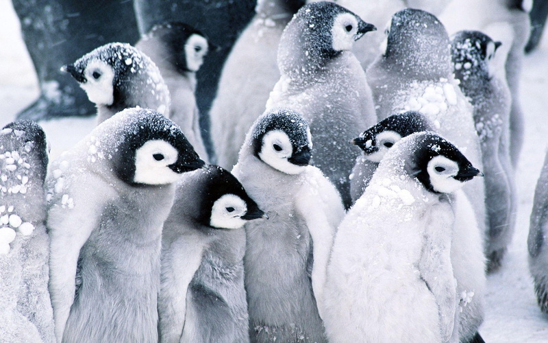 black, penguins, winter, snow, white, 1080P, penguin, animals, colony, 1920x1200