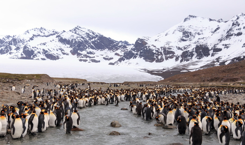 penguins, 1080P, Antarctica, nature, South Georgia and the South Sandwich Islands