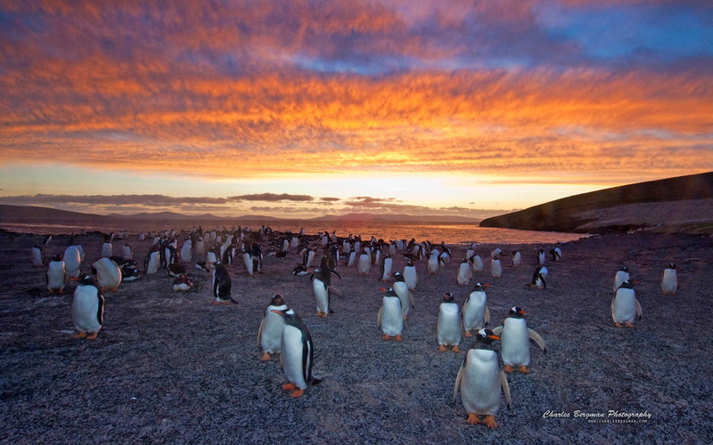 1080P, colony, penguin, gentoo