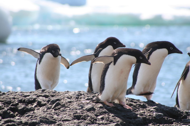 bird, colony, penguin, surface, walking, wildlife, 720P, ridge, south Pole, Animal Planet, walking on, outdoors, nature, group, Antarctica, rocky, animal