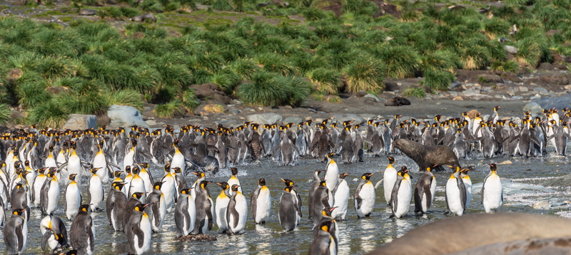 animal themes, king, buzzard, heron, south georgia and the south sandwich islands, flock of birds, herd, hawk, black, flock, day, no people, water, egret