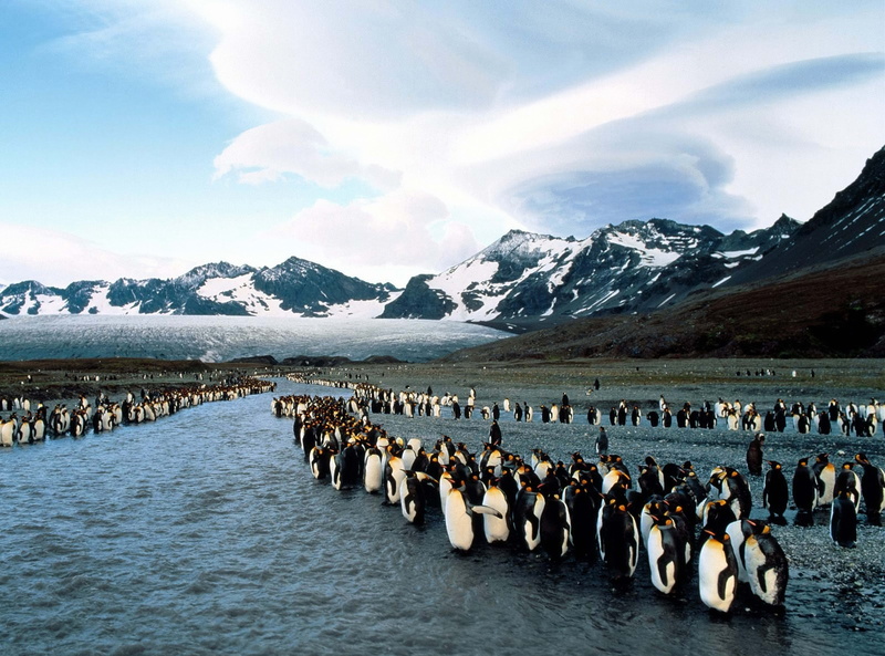 nature, water, animals in the wild, north, black, bird, animal themes, cold temperature, animal, snow, antarctica, mountain, colony, scenics - nature, day