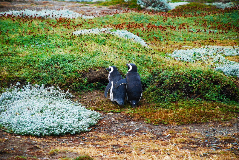 group of animals, animals in the wild, argentina, plant, land, two animals, magellan penguins, marine, bird, animal wildlife, animals And Pets, wild, high angle view