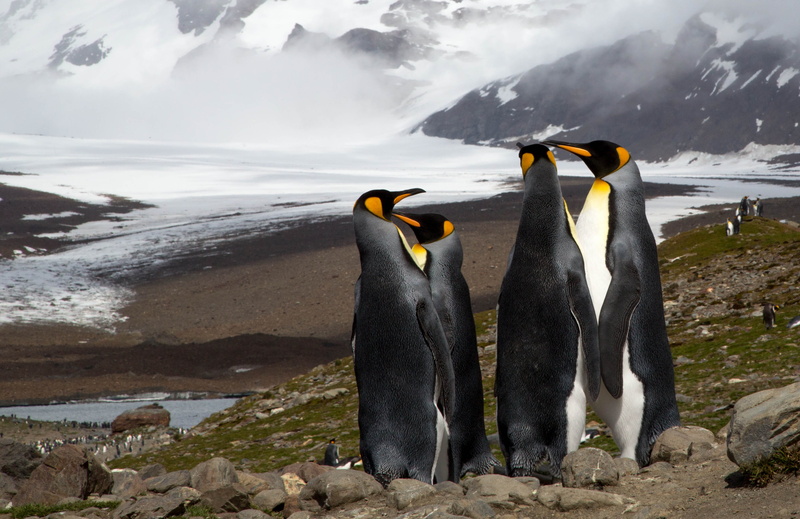 colony, south Pole, water, south georgia, island, penguins, ice, rock, wildlife, penguin, gentoo Penguin, flightless Bird, polar Climate, landscape, arctic