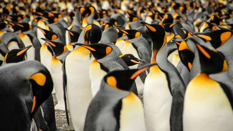 birds, 2015 Sony World Photography Awards, 5K, emperor, South Georgia, flock, King penguins, penguins