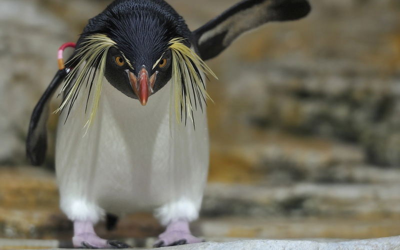 penguin, 720P, animals, hd, bird