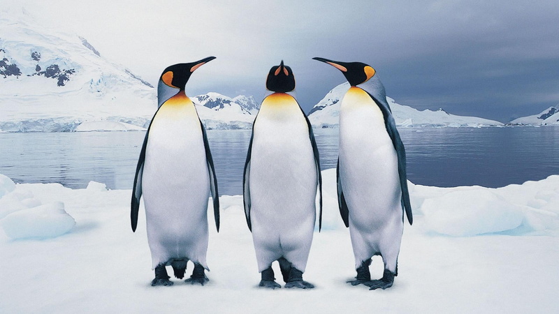 nature, animals, 1080P, cold, blue, arctic, three, penguins