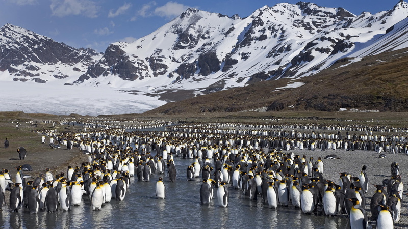 snowcapped mountain, no people, snow, group Of Animals, flock Of Birds, colony, scenics - nature, wildlife, lot, landscape, mountains, lake, animal wildlife