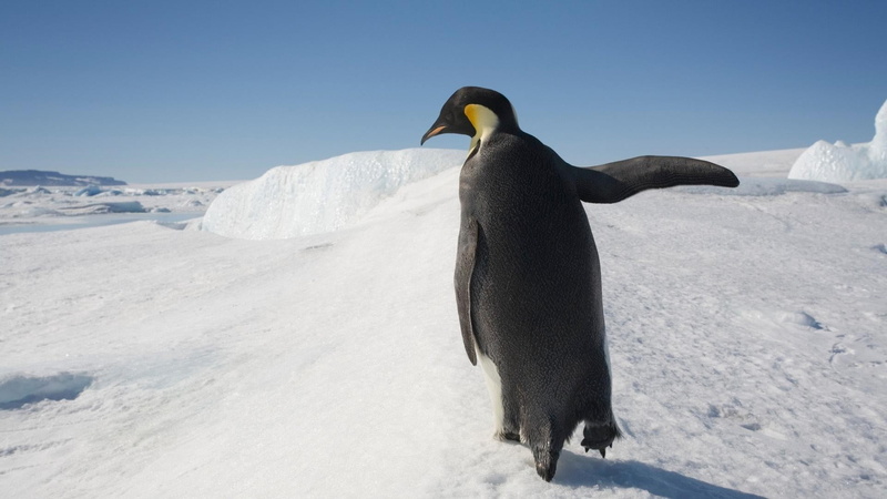 animal, ice, 1080P, black, winter, nature, s, animals in the wild, penguins, no people, outdoors, frozen, day, bird, animals, penguin, animal wildlife