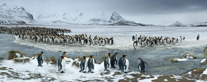 birds, penguins, nature, mountains, snow, landscape, animals, 1080P