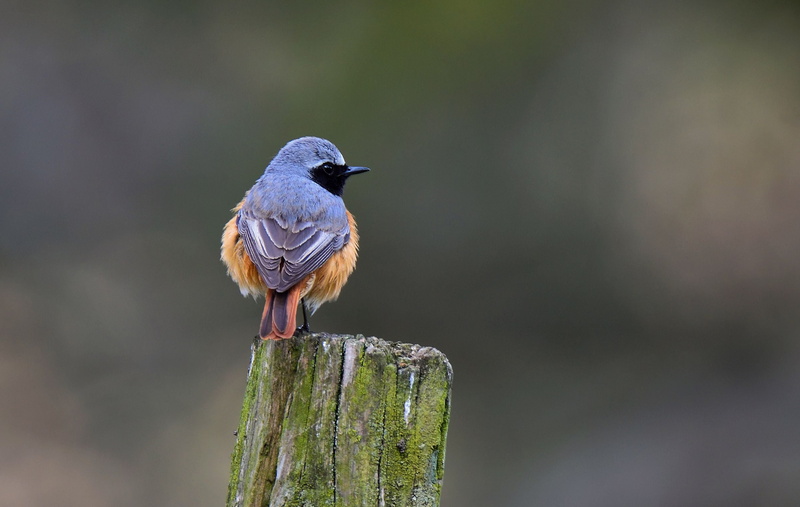 Ashdown Forest, Tamron, Redstart, brown bird, Nikon D810, log, perched, wooden, grey, wildlife, Sussex Wildlife Trust, animal, 2K, nature, daytime, bird
