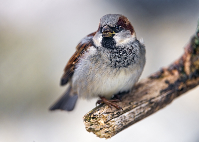 nature, photo, 4K, branch, close, bird, portrait, small, nikon  d4, tree branch, sparrow, zoo, frauenfeld  switzerland, gray, wildlife, outdoors, close up