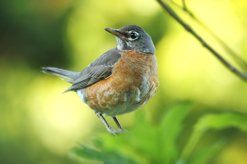 no people, bird Watching, vertebrate, green plant, close-up, color Image, photography, rainforest, grey, outdoors, gray, animal wildlife, green Color, brown