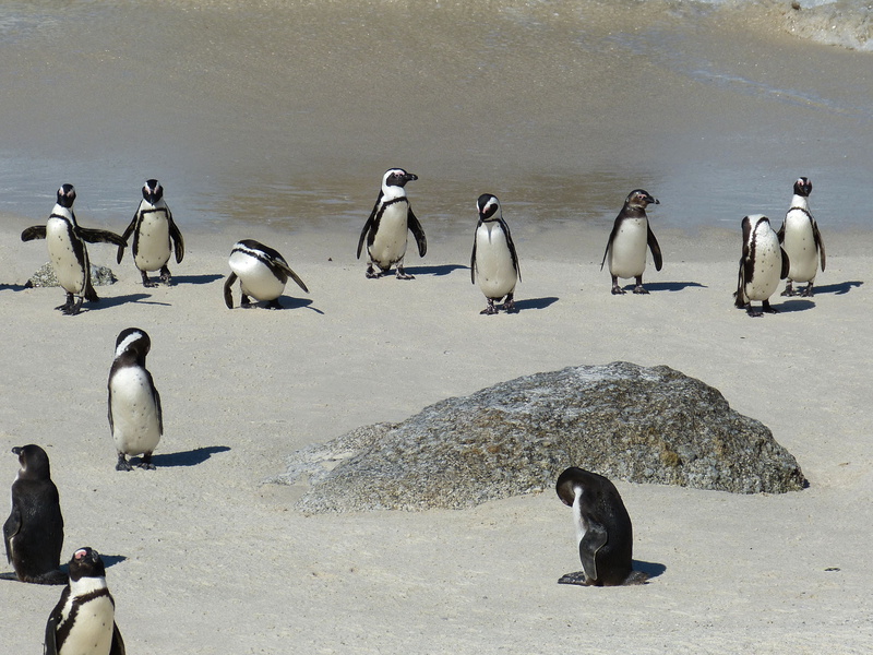 water, vertebrate, sea, penguin, coast, 4K, rock - object, group of animals, indian ocean, antarctica, cape of good hope, rock, no people, animal, large group of animals